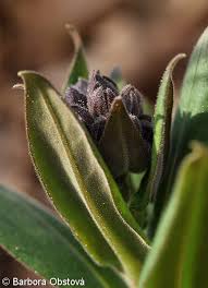 Attēlu rezultāti vaicājumam “Pulmonaria obscura bud”