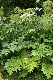 Attēlu rezultāti vaicājumam “Heracleum sphondylium subsp. sibiricum”