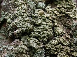 Attēlu rezultāti vaicājumam “Hypocenomyce scalaris”