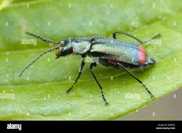 Attēlu rezultāti vaicājumam “Malachius bipustulatus”