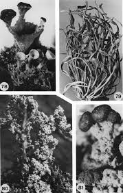 Attēlu rezultāti vaicājumam “Petractis sp.”