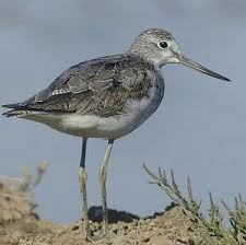 Attēlu rezultāti vaicājumam “Tringa nebularia adult”