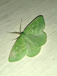 Attēlu rezultāti vaicājumam “Thetidia smaragdaria”