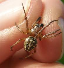 Attēlu rezultāti vaicājumam “Larinioides cornutus”