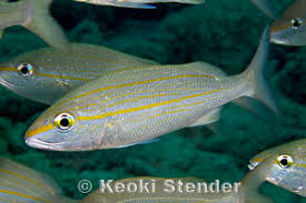 Image result for Haemulon aurolineatum