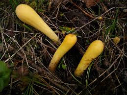 Attēlu rezultāti vaicājumam “Clavariadelphus pistillaris”