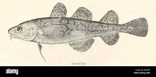 Image result for Microgadus tomcod