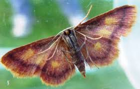 Attēlu rezultāti vaicājumam “Idaea muricata”