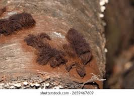 Attēlu rezultāti vaicājumam “Stemonitis flavogenita spores”