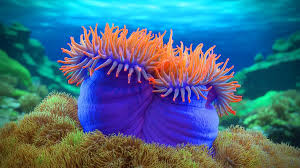 Image result for sea Anemone