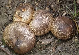 Attēlu rezultāti vaicājumam “Rhizopogon luteolus”