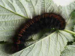 Attēlu rezultāti vaicājumam “Macrothylacia rubi larva”