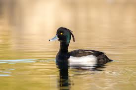 Image result for Aythya fuligula