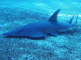 Image result for Rhynchobatus djiddensis