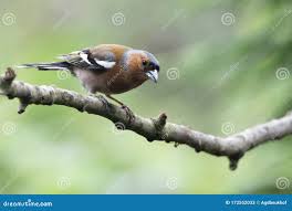 Attēlu rezultāti vaicājumam “Fringilla coelebs juvenile”