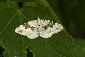 Attēlu rezultāti vaicājumam “Xanthorhoe quadrifasiata”