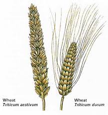 Attēlu rezultāti vaicājumam “Triticum aestivum”