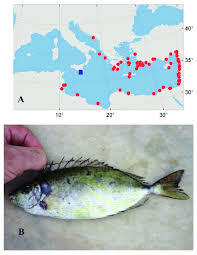 Image result for Siganus rivulatus