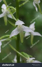 Attēlu rezultāti vaicājumam “Platanthera bifolia flower”