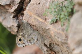 Attēlu rezultāti vaicājumam “Lasiommata maera underside”