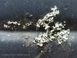 Attēlu rezultāti vaicājumam “Physcia tenella”