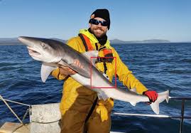 Image result for Isle of Man Octopush Club