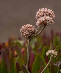 Attēlu rezultāti vaicājumam “Eriophorum latifolium flower”