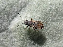 Attēlu rezultāti vaicājumam “Nithecus jacobaeae”