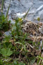 Attēlu rezultāti vaicājumam “Cerastium arvense”
