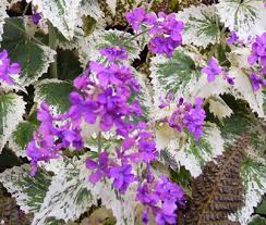 Image result for Lunaria annua