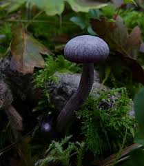 Attēlu rezultāti vaicājumam “Laccaria amethystina”