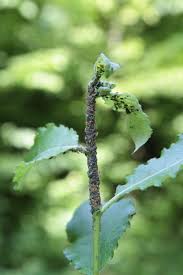 Attēlu rezultāti vaicājumam “Aphis farinosa”