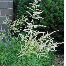 Image result for Aruncus dioicus