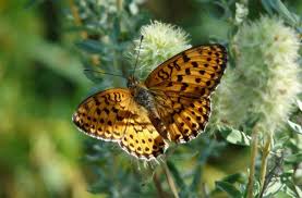 Attēlu rezultāti vaicājumam “Brenthis ino upperside”