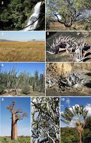Attēlu rezultāti vaicājumam “Diderma testaceum sessile”