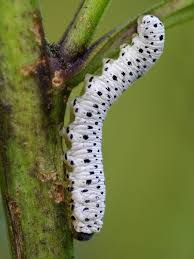 Attēlu rezultāti vaicājumam “Tenthredo scrophulariae larva”