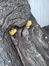 Attēlu rezultāti vaicājumam “Phellinus nigrolimitatus”