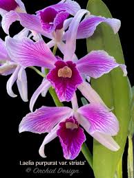 Attēlu rezultāti vaicājumam “Xylita laevigata”