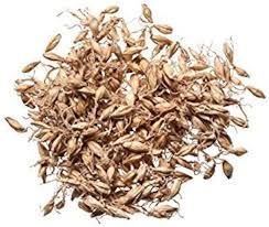 Attēlu rezultāti vaicājumam “Hordeum vulgare fruit”