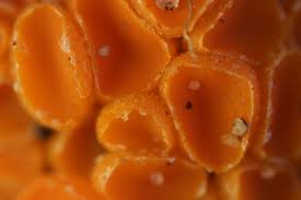 Attēlu rezultāti vaicājumam “Byssonectria fusispora”