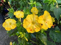 Image result for Mirabilis jalapa