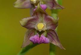 Attēlu rezultāti vaicājumam “Epipactis atrorubens flower”