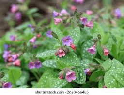 Image result for Lungenkraut