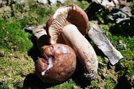 Attēlu rezultāti vaicājumam “Lactarius lygniotus”