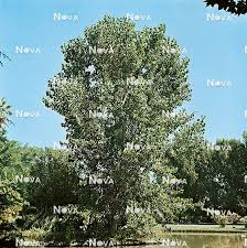 Attēlu rezultāti vaicājumam “Populus alba Nivea”