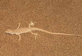 Attēlu rezultāti vaicājumam “Sauria”