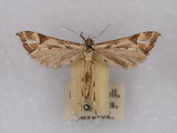 Attēlu rezultāti vaicājumam “Platyptilia gonodactyla imago”