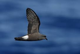 Image result for Oceanodroma castro