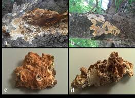 Attēlu rezultāti vaicājumam “Phlebia rufa”