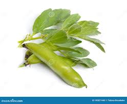 Attēlu rezultāti vaicājumam “Vicia faba”